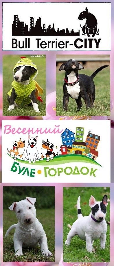 Английский бультерьер. - 22 марта 2015 в 12:24