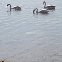 ���� �������, �����, 48 ��� - ��������� 16 ����� 2015 � ������ ���� ����������