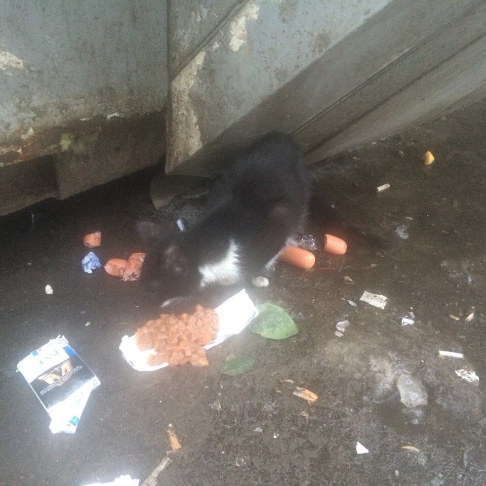  #_ #@catism.     . , ... - 2