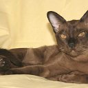 ���� �������, ���������, 53 ���� - ��������� 13 ����� 2015 � ������ ���� ����������