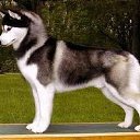 ���� Viktor, ����, 36 ��� - ��������� 11 ������ 2015 � ������ ������ ��������