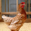 ���� �������, �����, 53 ���� - ��������� 21 ������ 2015 � ������ ������ ��������