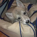 ���� �����, ������, 52 ���� - ��������� 7 ������� 2015 � ������ ���� ,,�����,,�