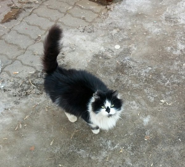 Рубрика #котизм_доброта #москва@catism #МО@catism.Истра, МОКоша пропадает на улице. У неё нет даже ... - 3