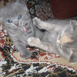 ���� Nata, �����, 53 ���� - ��������� 21 ������ 2015