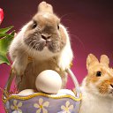 ���� ***@Nn@***, �������, 51 ��� - ��������� 11 ������ 2015 � ������ ������ ��������