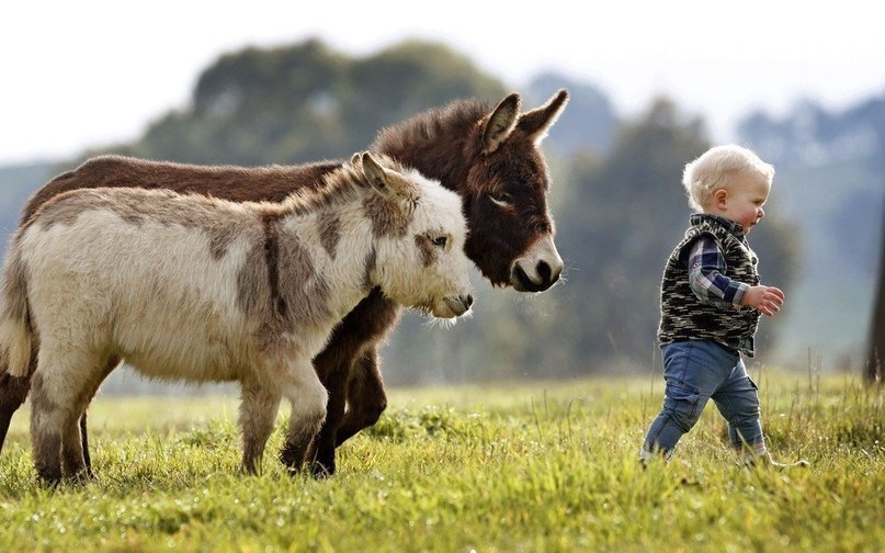 ,    Amelia Rise Donkeys,    ,  ... - 7