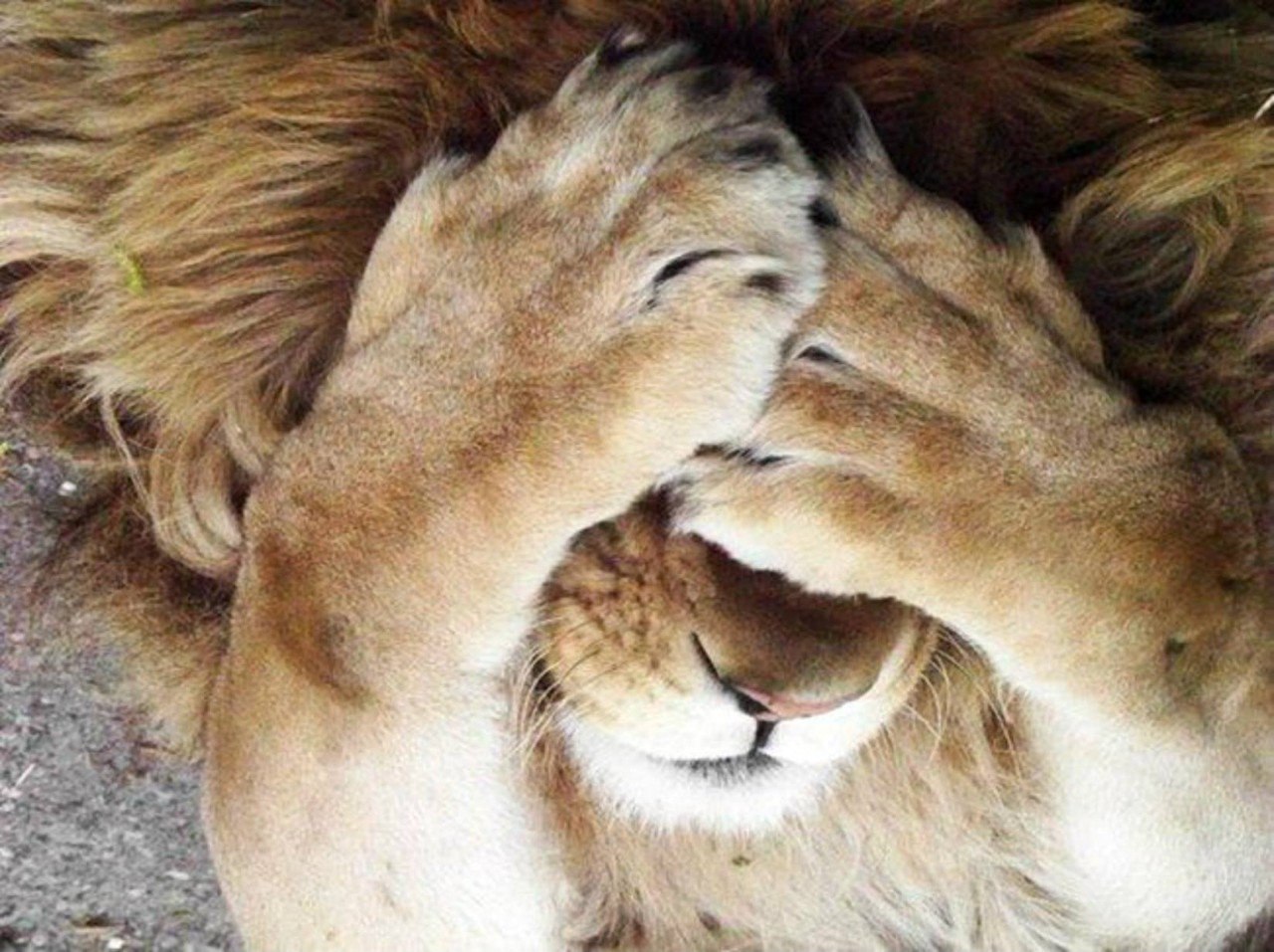   .#animal@travel.blog