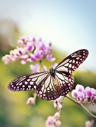 Mobile wallpaper: Butterflies, Moths, Lights, Lanterns, Art, 113000 download the