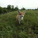 ���� ����, ����������, 43 ���� - ��������� 11 ������ 2015 � ������ �����