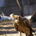 ���� ����, ����� - ��������� 27 ������� 2015 � ������ ��������� ������ ���� "�����-�������"�