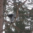  , , 50  -  4  2015   2015