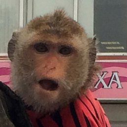 Sv�, ������