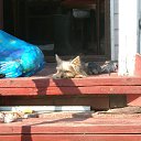 ���� Nicol, ������ - ��������� 1 ������ 2015 � ������ ����������� �����,���� � �����