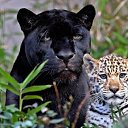 ���� ���������, ������� - ��������� 11 ������� 2015