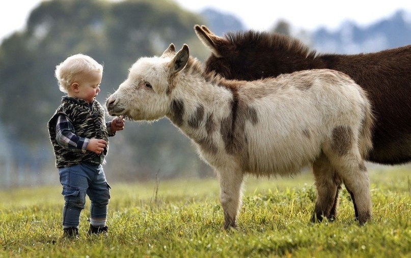  ,    Amelia Rise Donkeys,    ,  ... - 8