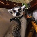 ���� ���������, ������, 72 ���� - ��������� 10 ����� 2015 � ������ ������ ��������