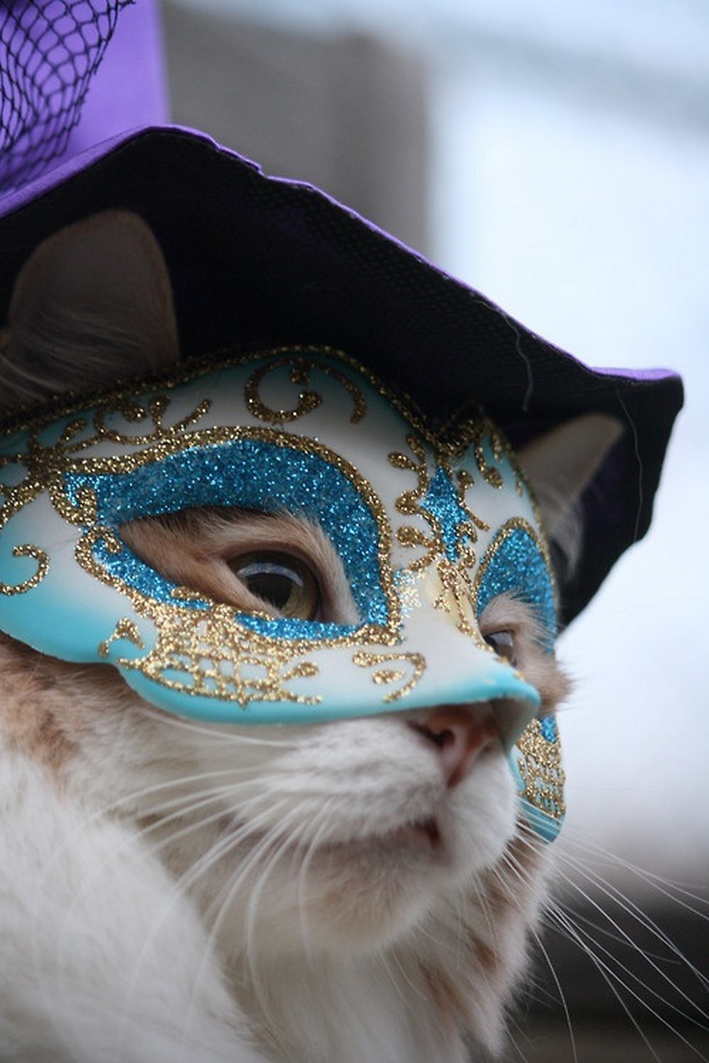 ,        -   - Gatto