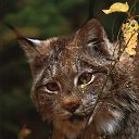 ���� �������, ���������, 51 ��� - ��������� 11 ����� 2015 � ������ ���� ����������