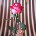  Irina, , 56  -  26  2014   *My flowers*