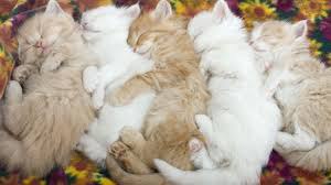 Котя, котенька, коток…. Мой котёнок, мой клубок…Котик – серенький хвосток!Ох, ты котик, ах, ... - 15