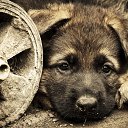 ���� ˸��, �����, 29 ��� - ��������� 3 ������ 2015 � ������ ���� ����������