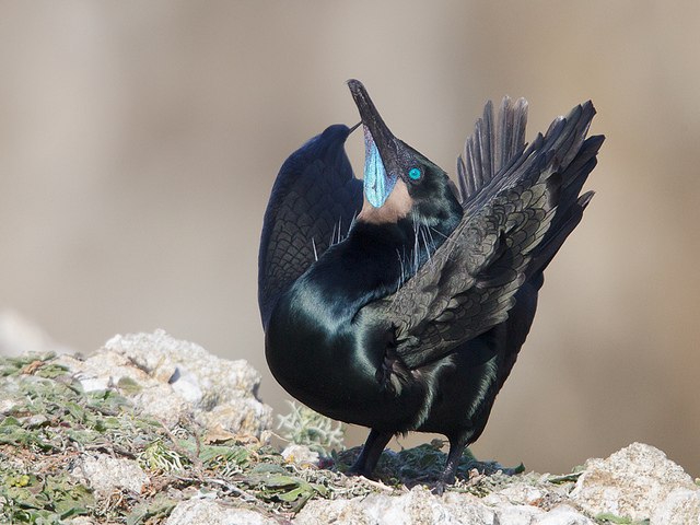  (Brandt's cormorant)