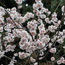  , , 60  -  1  2015   ,29.03.15.  