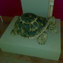 ���� �����, ������, 52 ���� - ��������� 7 ������� 2015 � ������ �����������