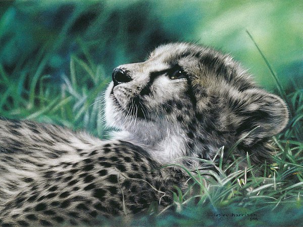   .  (Lesley Harrison)   .     ... - 7