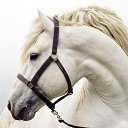  Raya, , 55  -  30  2015    