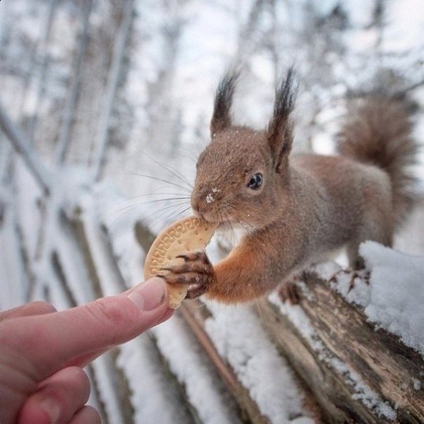 10 снимков фотографа, с которым дружат животные.Конста Пункка (Konsta Punkka) — 21-летний паренек из ... - 4