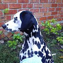 ���� �������, ���������, 43 ���� - ��������� 20 ������ 2015 � ������ ���� ����������