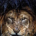 ���� ��������, �����-���������, 37 ��� - ��������� 17 ����� 2015 � ������ �untamed�