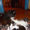 ���� �������, �����, 59 ��� - ��������� 1 ����� 2015 � ������ ���� ����������