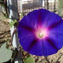 ���� ����� . �� ������� �������