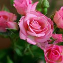 ���� �������, �����������, 61 ��� - ��������� 23 ����� 2015 � ������ ���� ����������