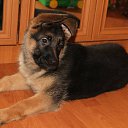 ���� Alexandr, �����-���������, 45 ��� - ��������� 11 ������� 2015 � ������ �����