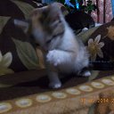 ���� *�������*, ������ - ��������� 10 ������ 2015 � ������ ���� ������