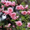  , , 60  -  1  2015   ,29.03.15.  