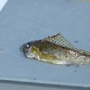 ���� ����, �����-���������, 30 ��� - ��������� 2 ����� 2015 � ������ ������� ''�������''�