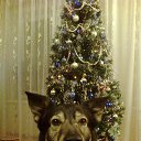 ���� ��������, �����, 43 ���� - ��������� 1 ������ 2015 � ������ ���� ����������