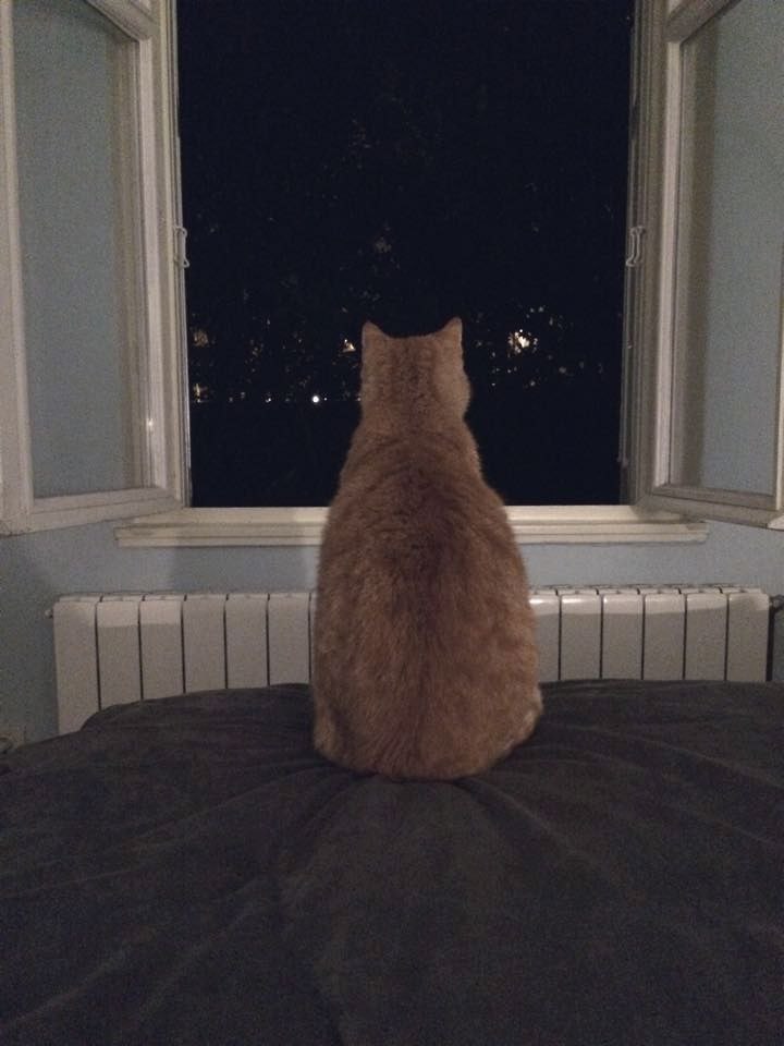 У меня их окна видно вот такие. У меня их окна видно вот такие. Мем из окна. У меня их окна видно вот такие. Кот в окне мем.