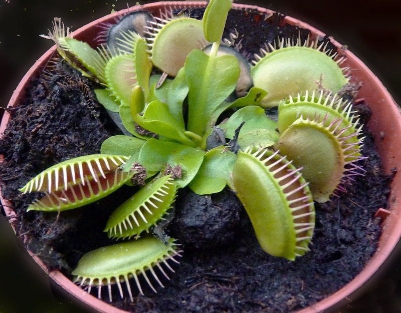   (Dionaea muscipula).     .  ... - 2