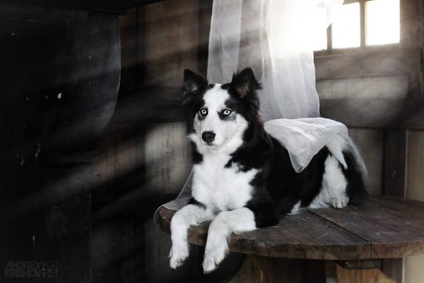 Что такое настоящая верность, мы знаем благодаря собакам. Что такое предательство - благодаря ...