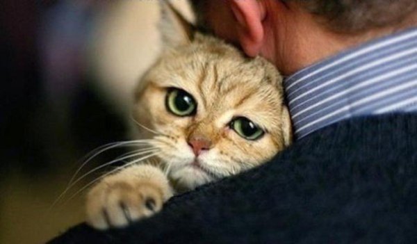 �������� � ���� ��������. � �. �. �����