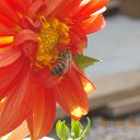  , , 61  -  14  2015   ۻ