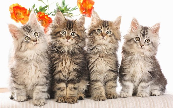 Котя, котенька, коток…. Мой котёнок, мой клубок…Котик – серенький хвосток!Ох, ты котик, ах, ... - 17