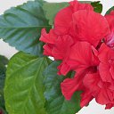 ���� ��������, ��������, 70 ��� - ��������� 4 ���� 2015 � ������ ������ ����