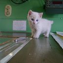 ������� �� ������� �������